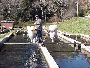 Bragg Trout
Farm