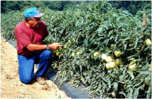 Tomato Field