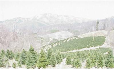 Mountain Christmas Tree Farm