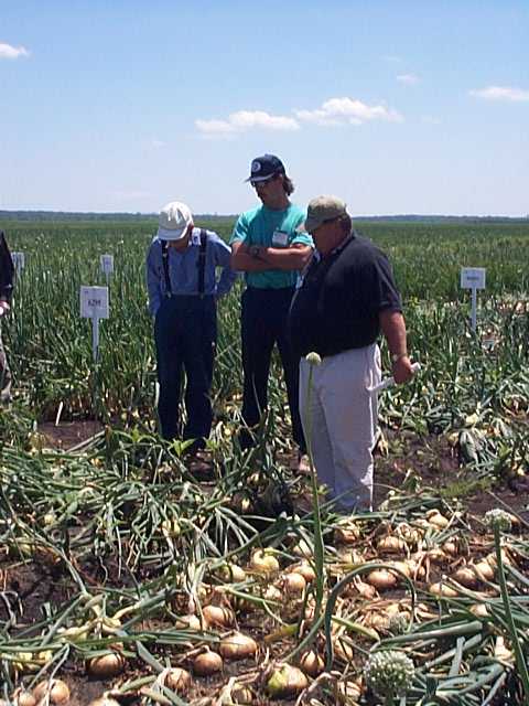 Hyde County Onion
 Production