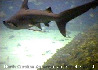 North
 Carolina Aquarium on Roanoke Island Shark picture