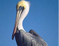Pelican Picture
