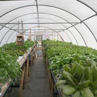 greenhouse lettuce