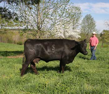 Kerry Collins and cow