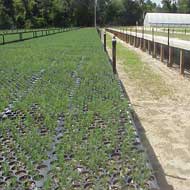 Long leaf nursery