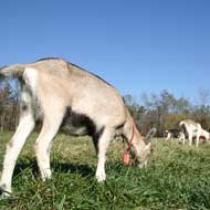 goats grazing