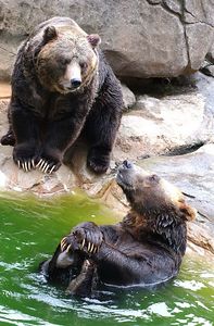 zoo bears