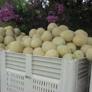 Cantaloupes