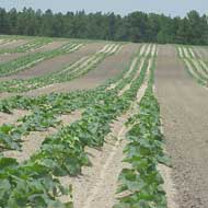 Pumpkin field