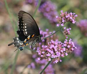 spicebush swallowtail on verbena