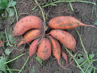 sweetpotatoes