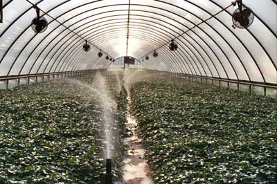 cucumber production