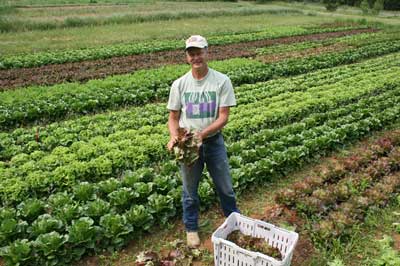 harvesting lettuce