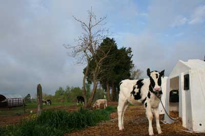 Maple View calf