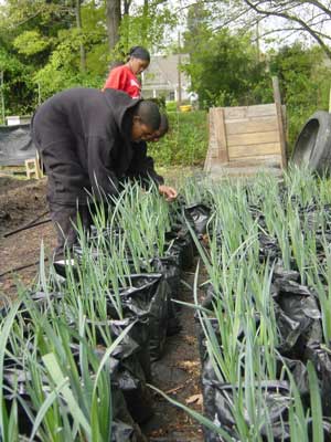 SEEDS kidss irrigating leeks