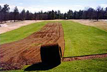 Sandhill Turf