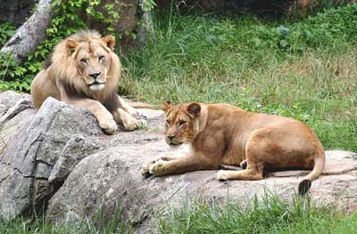 lions at zoo