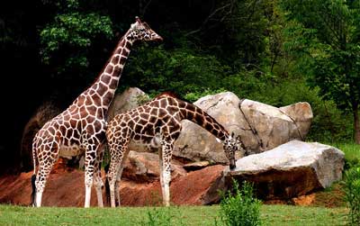 giraffes