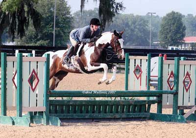 horse jumping