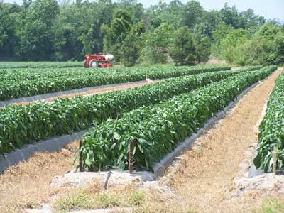 pepper field