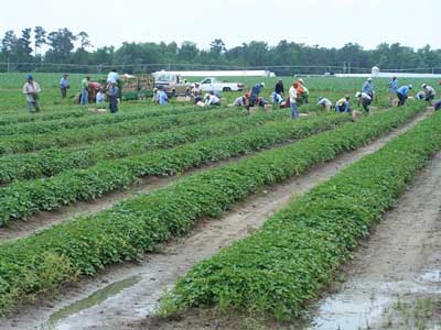 sweetpotato beds