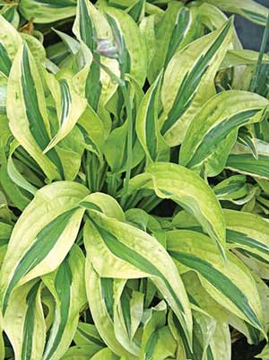 hosta