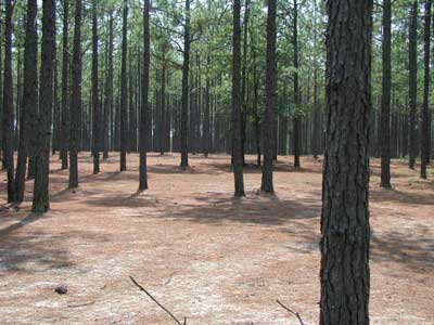 longleaf pine stand