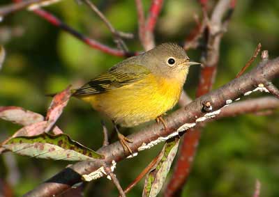 yellowthroat