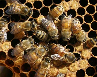 Queen bee laying eggs