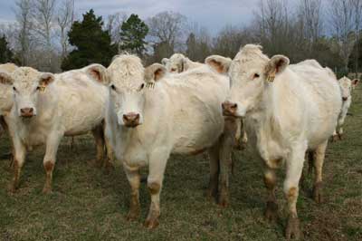Charolais cattle