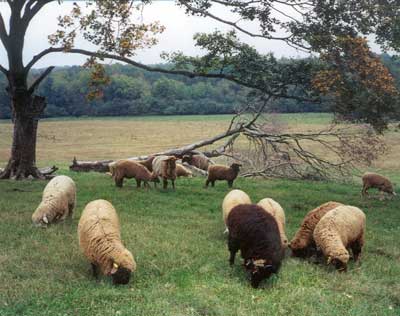 Rising Meadow sheep