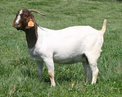 Boer goat
