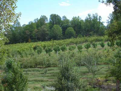 Greengo Orchard