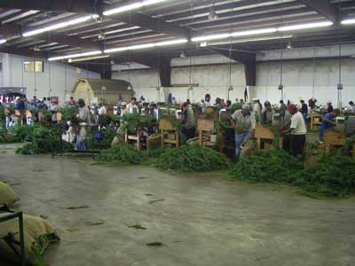 Bottomley Evergreens