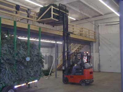 Bottomley Evergreens