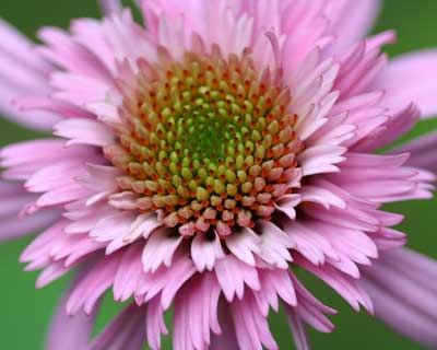 Echinacea