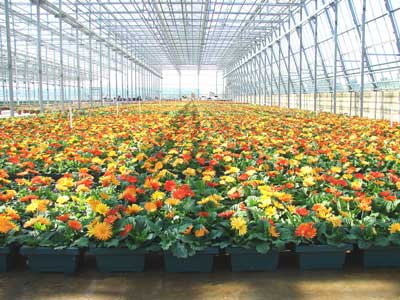 Metrolina Greenhouses