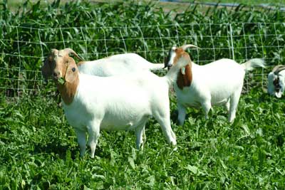 goats on pasture
