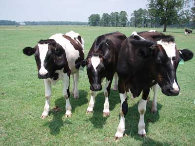 cows