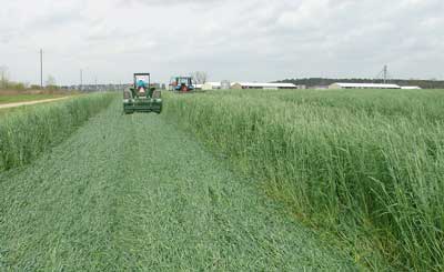 rolling cover crop