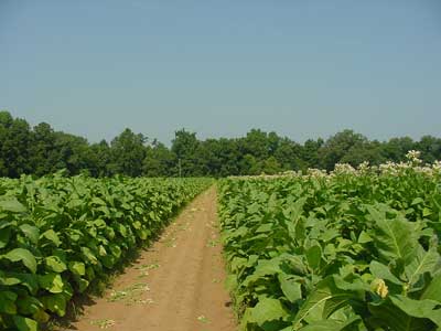 tobacco farm
