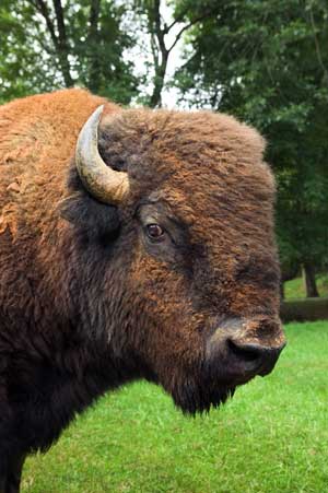 buffalo