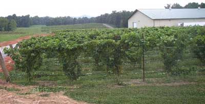 Buck Shoals Vineyard