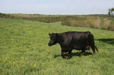 Angus cow